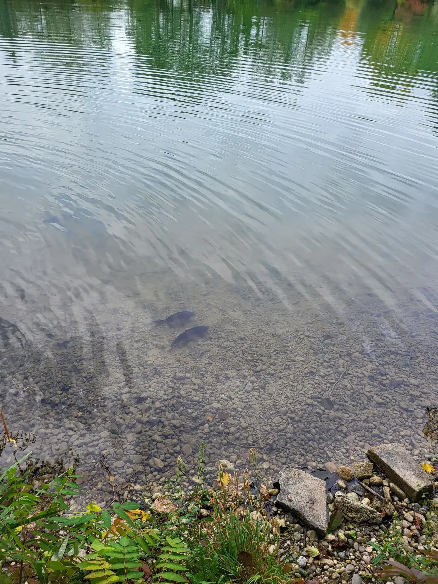 Fischbesatz aus einer zweiten Perspektive am Weiher